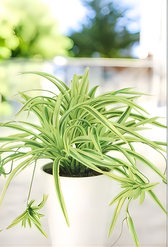 光触媒　人工観葉植物　ウォールグリーン　フェイクグリーン　オリヅルランg/y 3枚目の画像