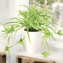 光触媒　人工観葉植物　ウォールグリーン　フェイクグリーン　オリヅルランg/y 2枚目の画像