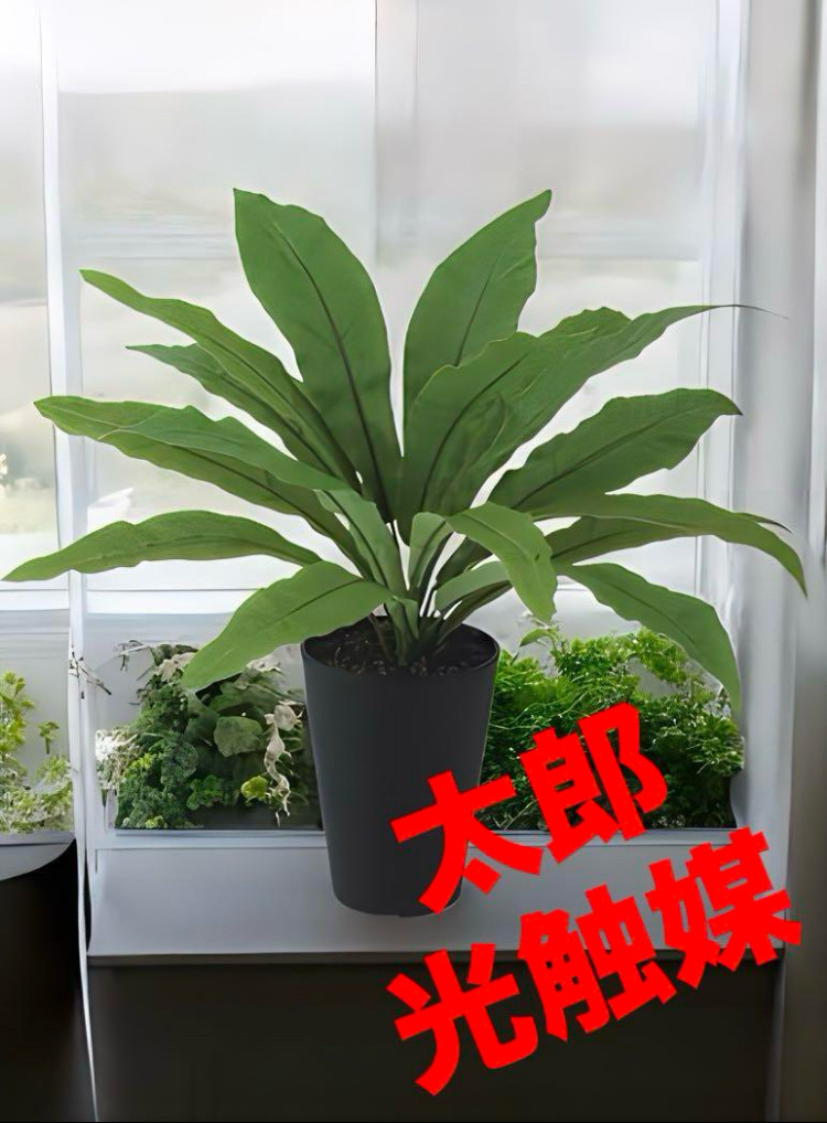 光触媒　人工観葉植物　ウォールグリーン　フェイクグリーン　タニワタリ45