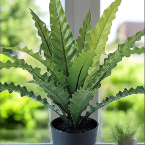 光触媒 人工観葉植物 ウォールグリーン フェイクグリーン アスプ