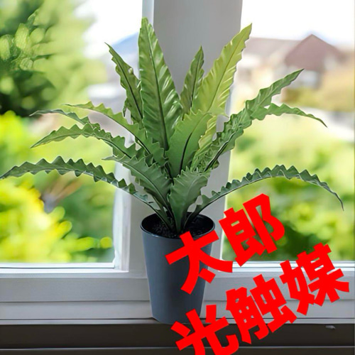 光触媒 人工観葉植物 ウォールグリーン フェイクグリーン アスプ