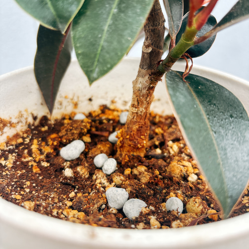 観葉植物 フィカスメラニー ゴムの木 9号 鉢・受け皿付き