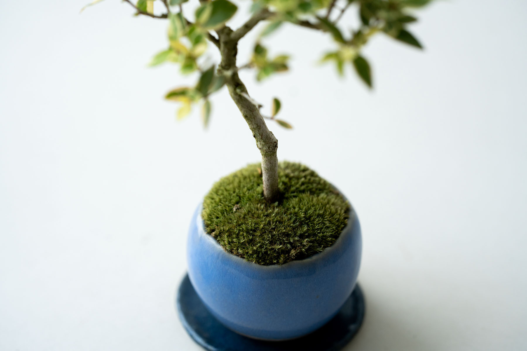 斑入りギンバイカ｜淡藤のうつわ