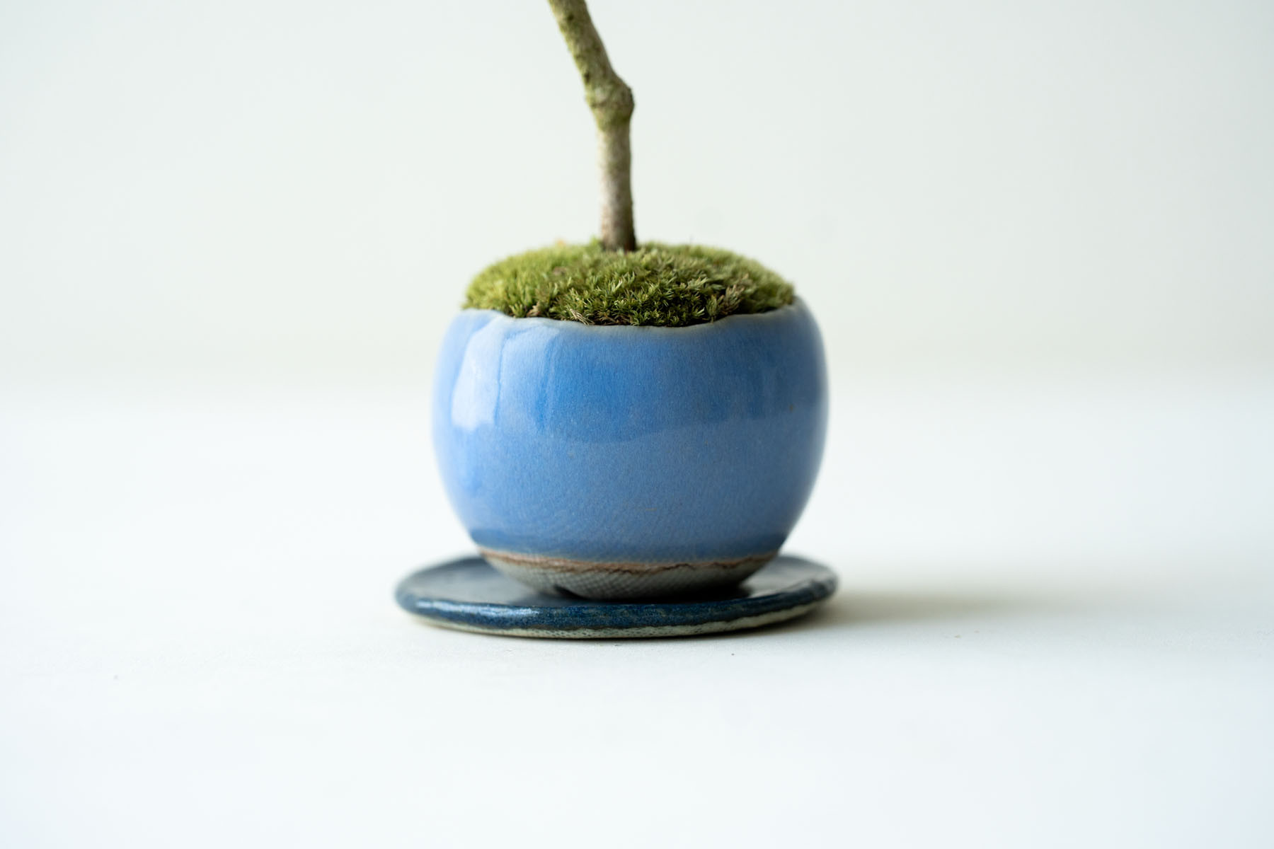 斑入りギンバイカ｜淡藤のうつわ