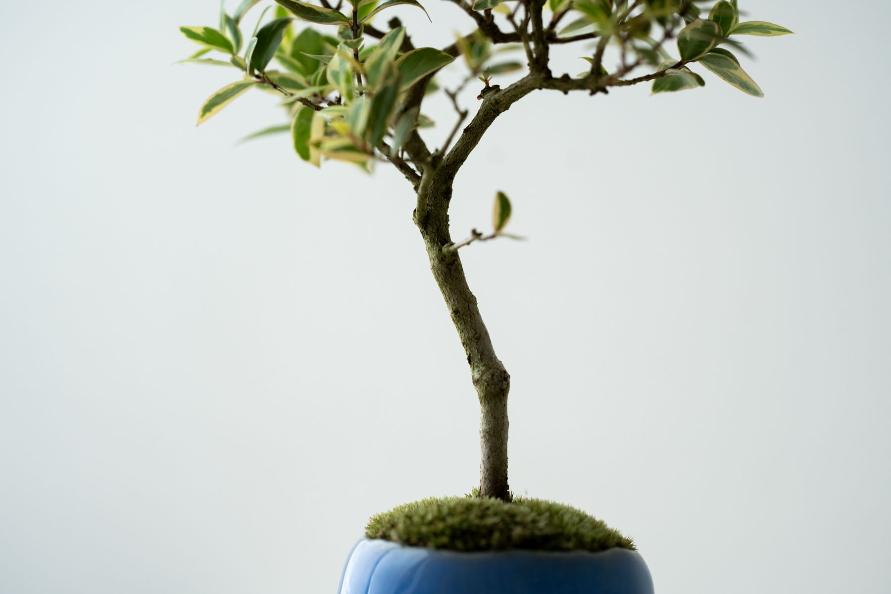 斑入りギンバイカ｜淡藤のうつわ