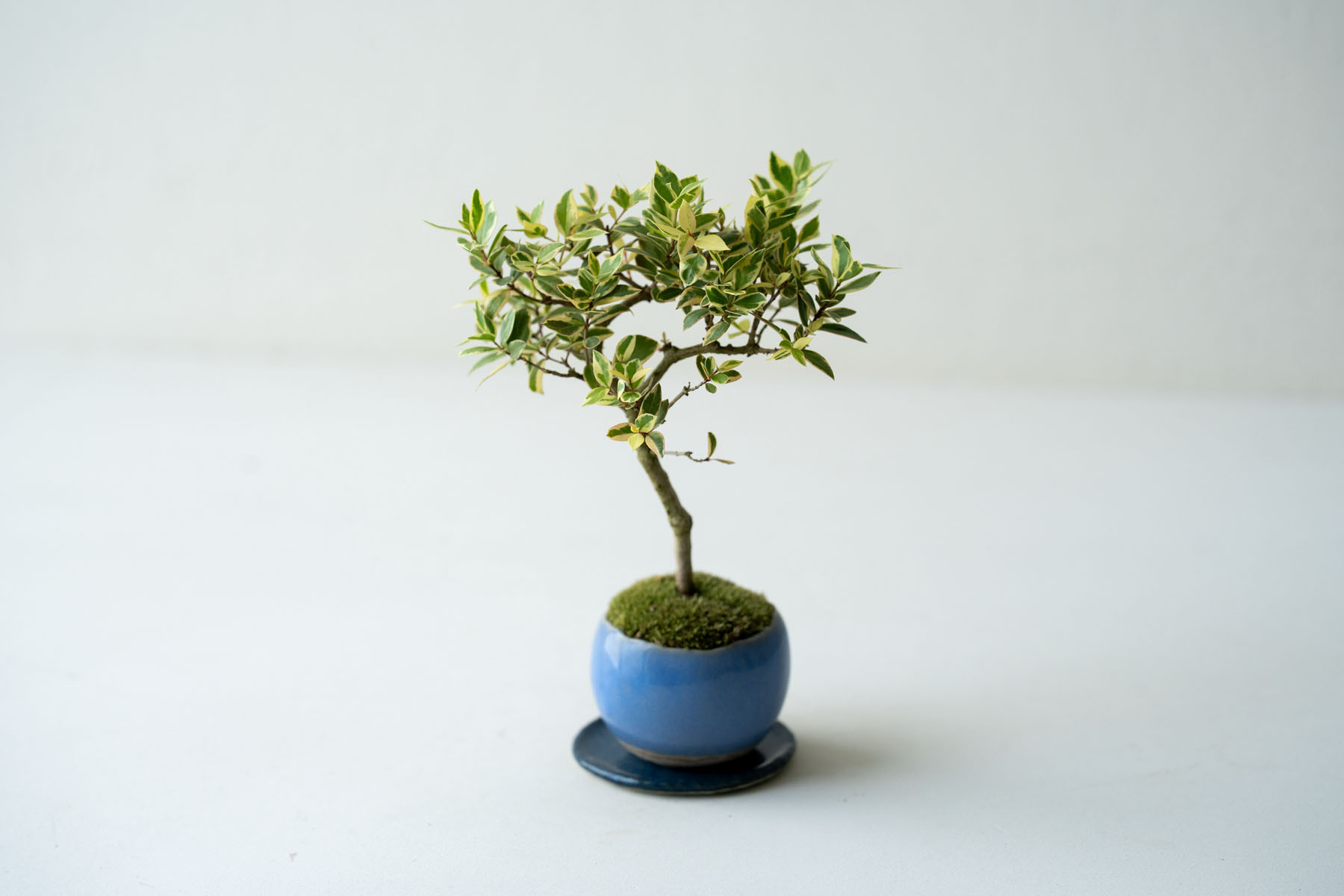 斑入りギンバイカ｜淡藤のうつわ