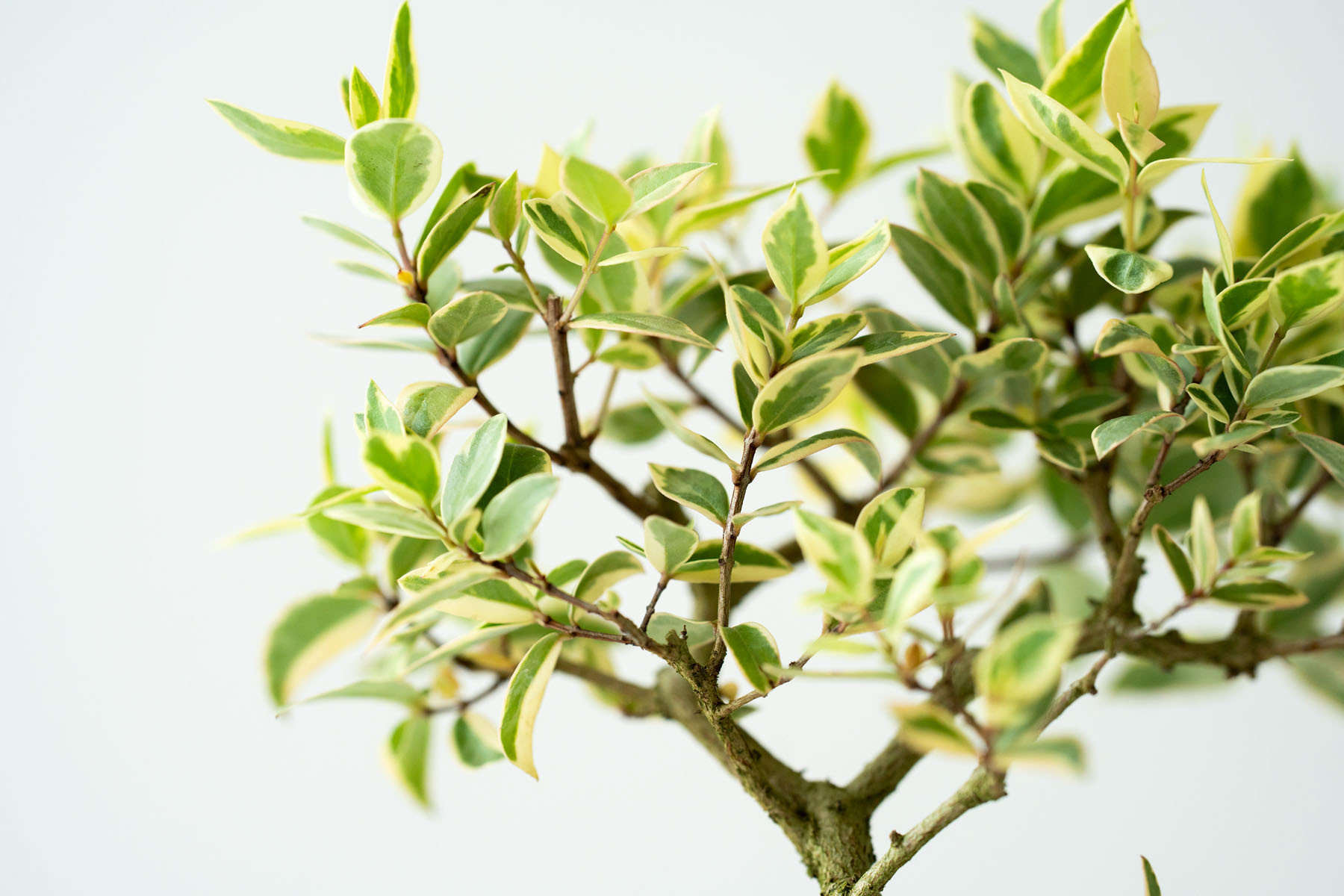 斑入りギンバイカ｜淡藤のうつわ