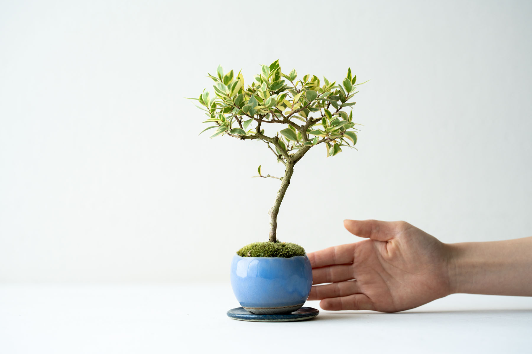 斑入りギンバイカ｜淡藤のうつわ