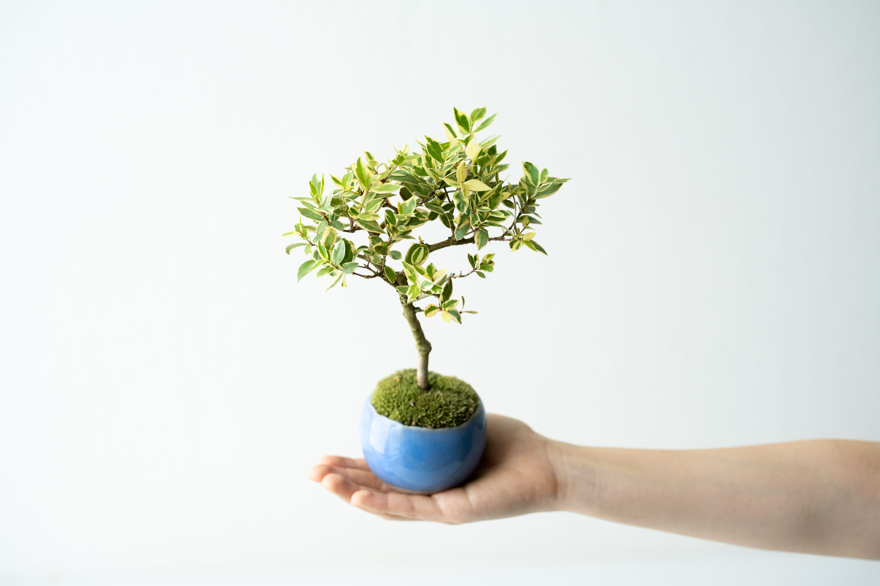 斑入りギンバイカ｜淡藤のうつわ