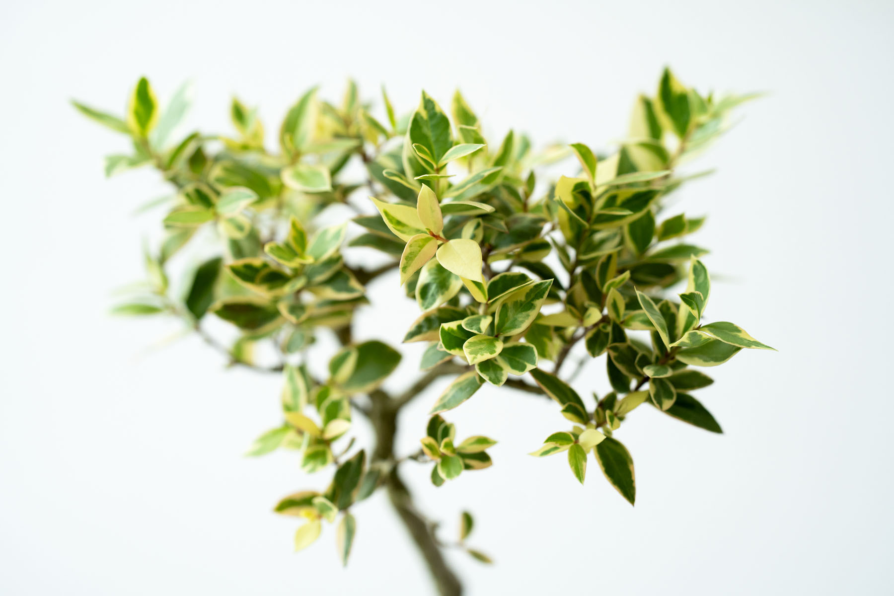 斑入りギンバイカ｜淡藤のうつわ