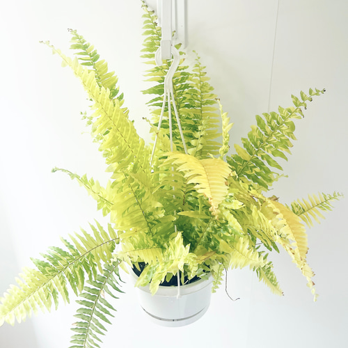 ハッピーマーブル 観葉植物＊ 限定品】ネフロレピス タイガー ハッピー