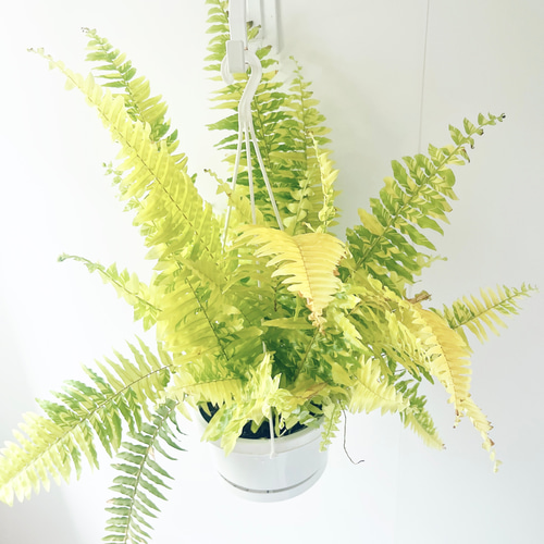 限定品】ネフロレピス ハッピーマーブル 観葉植物 calm cafe 多肉植物