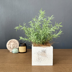 現品］【珍しい】10番 奄美姫ソテツ 盆栽造り 約7号 蘇轍 観葉植物