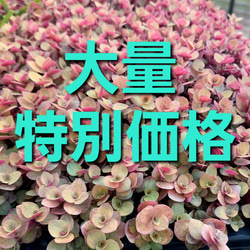 増えすぎ特別価格】多肉植物セダム ダシフィルム50カット【育成