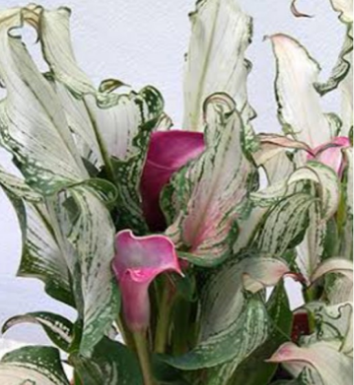 氷の女王【C  フローズンクイーン大苗】透明感のある葉 苗に優しいスリット鉢植え  ある程度の地域までは越冬し毎年開花