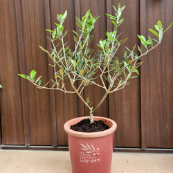 Souju 創樹 オリーブの木 ミッション テラコッタ鉢植え 苗