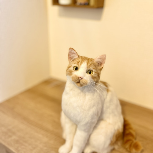 オーダーメイド】羊毛フェルト うちの子オーダー 猫 羊毛フェルト