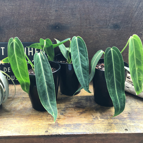 Anthurium warocqueanum アンスリウムワロクアーナム Anthurium warocqueanumアンスリウムワロクアーナム