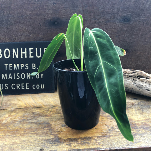 アンスリウム ワロクアーナム 「Anthurium warocqueanum