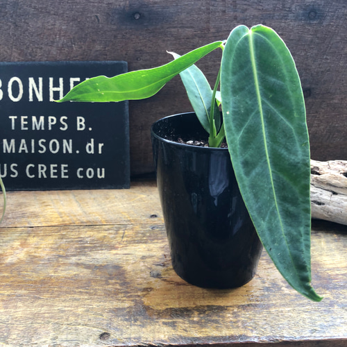 Anthurium warocqueanum アンスリウムワロクアーナム アンスリウム ワロクアーナム 「Anthurium warocqueanum