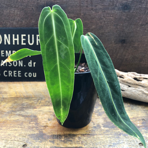 Anthurium warocqueanum アンスリウムワロクアーナム Anthurium warocqueanumアンスリウムワロクアーナム