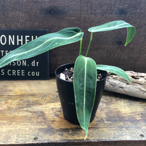 アンスリウム ワロクアーナム 「Anthurium warocqueanum 」 アート