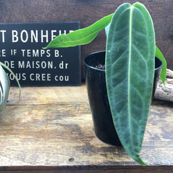 P. Veitchii 】ビカクシダ ビーチー ベイチー コルク付け No.354 多肉