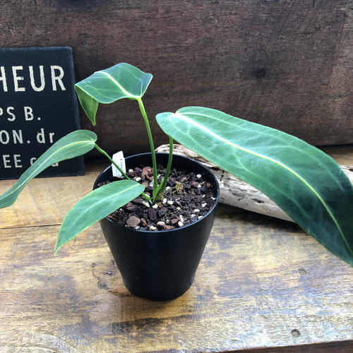 Anthurium warocqueanum アンスリウムワロクアーナム アンスリウムワロクアーナムAnthurium warocqueanum