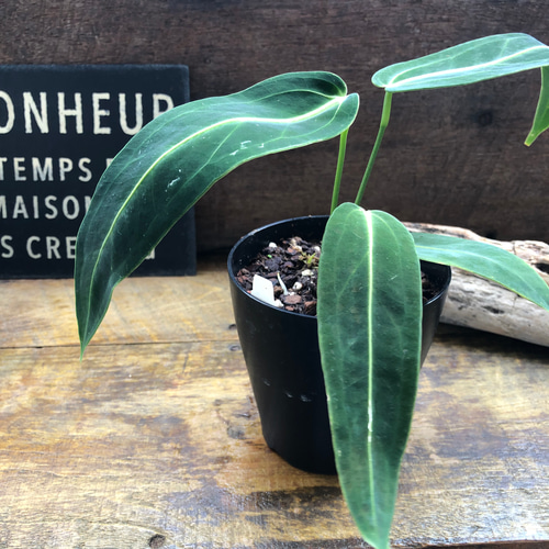 アンスリウム ワロクアーナム 「Anthurium warocqueanum