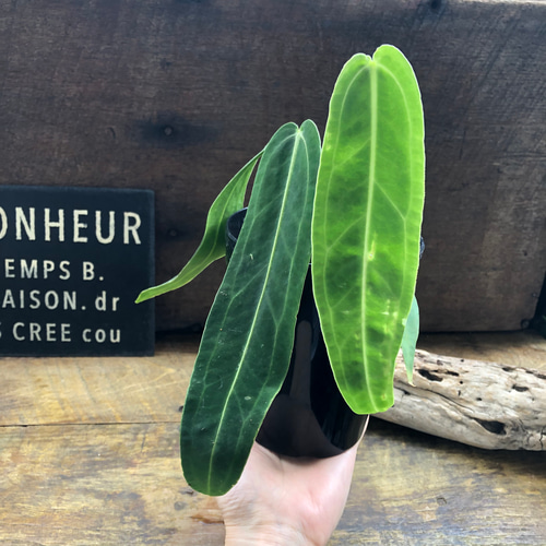 アンスリウム ワロクアーナム 「Anthurium warocqueanum 」 アート