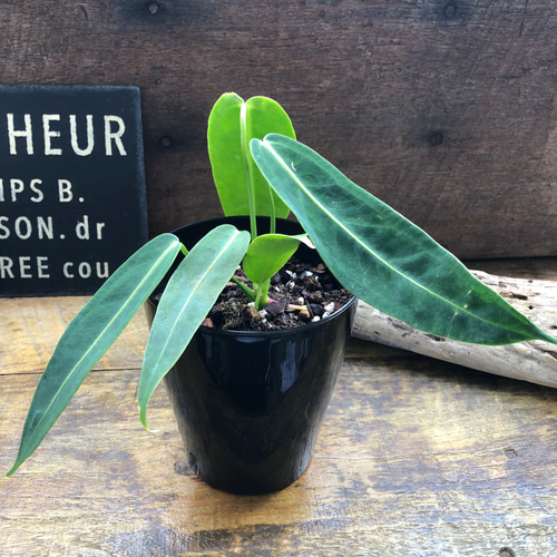 Anthurium warocqueanum アンスリウムワロクアーナム Anthurium warocqueanumアンスリウムワロクアーナム
