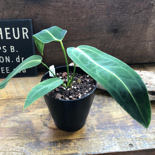 アンスリウム ワロクアーナム 「Anthurium warocqueanum