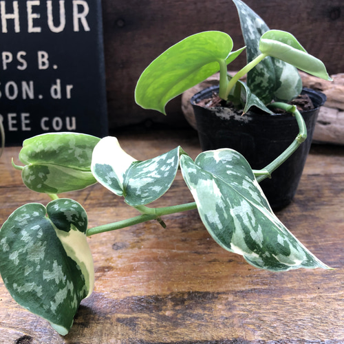スキンダプサス ピクタス マヤリ Scindapsus Pictus variegata