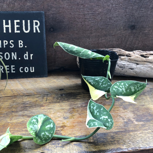 スキンダプサス ピクタス マヤリ Scindapsus Pictus variegata “Mayari