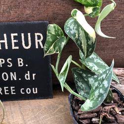 スキンダプサス ピクタス マヤリ Scindapsus Pictus variegata “Mayari