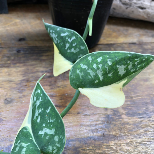 スキンダプサス ピクタス マヤリ Scindapsus Pictus variegata
