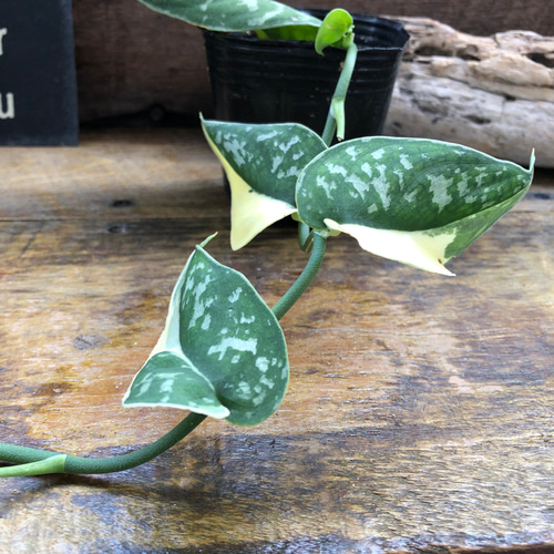 スキンダプサス ピクタス マヤリ Scindapsus Pictus variegata “Mayari