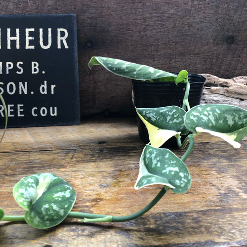 スキンダプサス ピクタス マヤリ Scindapsus Pictus variegata “Mayari