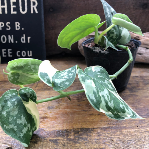 ★ポットごと♡スキンダプサス ピクタス マヤリ スキンダプサス ピクタス マヤリ Scindapsus Pictus variegata