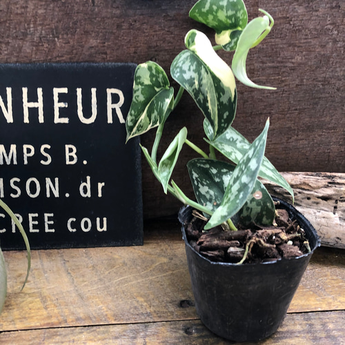 スキンダプサス ピクタス マヤリ Scindapsus Pictus variegata “Mayari