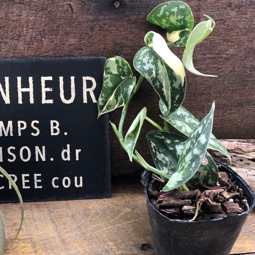 スキンダプサス・ピクタス・マハリカ　斑入り　 4 スキンダプサス・ピクタス・マハリカ 斑入り 4 - メルカリ