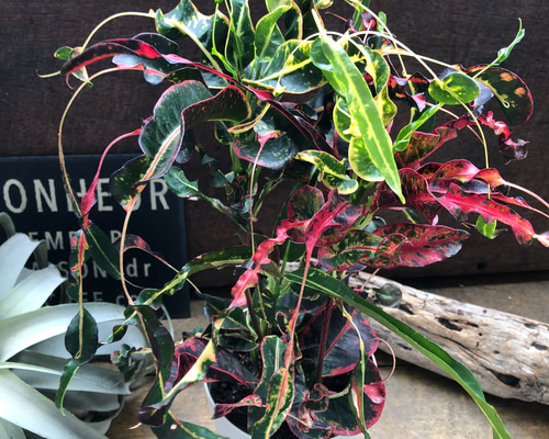 トビハ クロトン♡飛び葉♡希少♡クロトン♡観葉植物♡飛び跳ねる