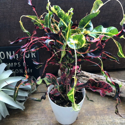 トビハ クロトン♡飛び葉♡希少♡クロトン♡観葉植物♡飛び跳ねる