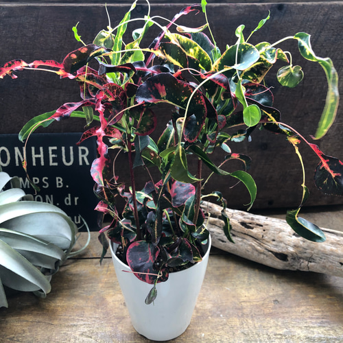 【大型♥3株】クロトン トビハ 飛び葉 大型♥3株】クロトン トビハ 飛び葉