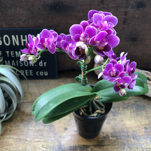 タ*ー様 胡蝶蘭　1種4ポット　ギャラクシー　ファレノプシス タ*ー様 胡蝶蘭 1種4ポット ギャラクシー ファレノプシス - メルカリ