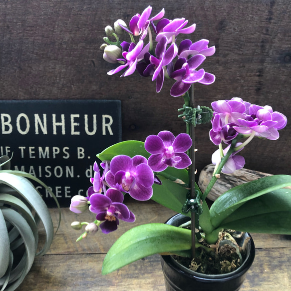 胡蝶蘭♡ギャラクシー♡縁起物♡幸福が飛んでくる♡ミニサイズ♡観葉