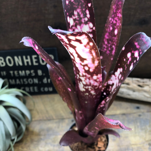 ビルベルギア ハレルヤ♡タンク ブロメラリア♡観葉植物♡希少