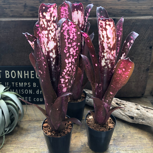 ビルベルギア ハレルヤ♡タンク ブロメラリア♡観葉植物♡希少