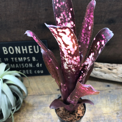 ビルベルギア ハレルヤ♡タンク ブロメラリア♡観葉植物♡希少