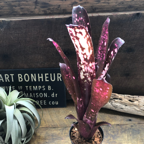 ビルベルギア ハレルヤ♡タンク ブロメラリア♡観葉植物♡希少